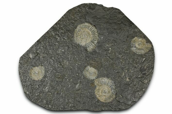 Fossil Ammonite (Dactylioceras) Cluster - Posidonia Shale, Germany #368178